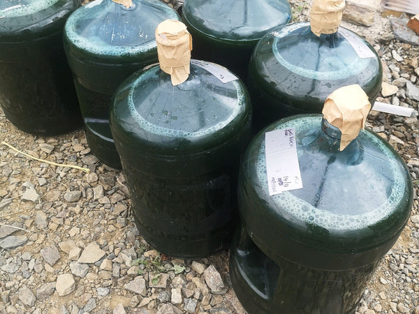 What's the latest with our MicroAlgae project?